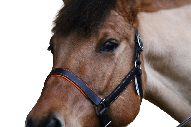 licol-taille-cheval-en-cuir-noir-doublure-orange